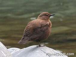 Image of Brown Dipper