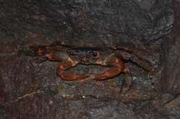 Image of variegate shore crab