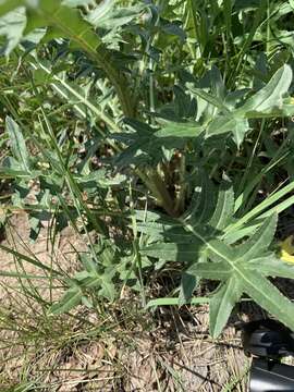 Image of jeweled thistle