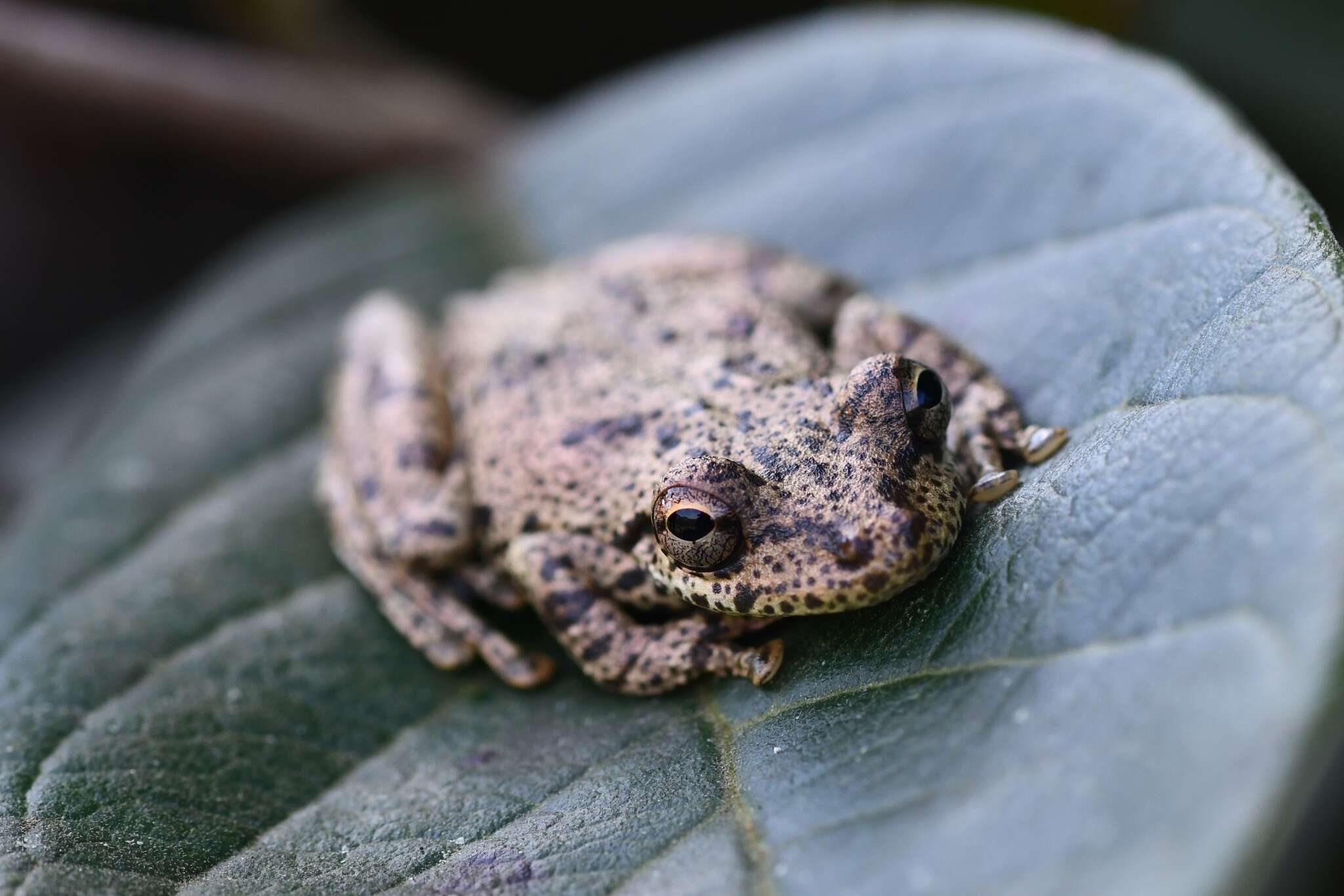 Sivun Scinax caprarius Acosta-Galvis 2018 kuva