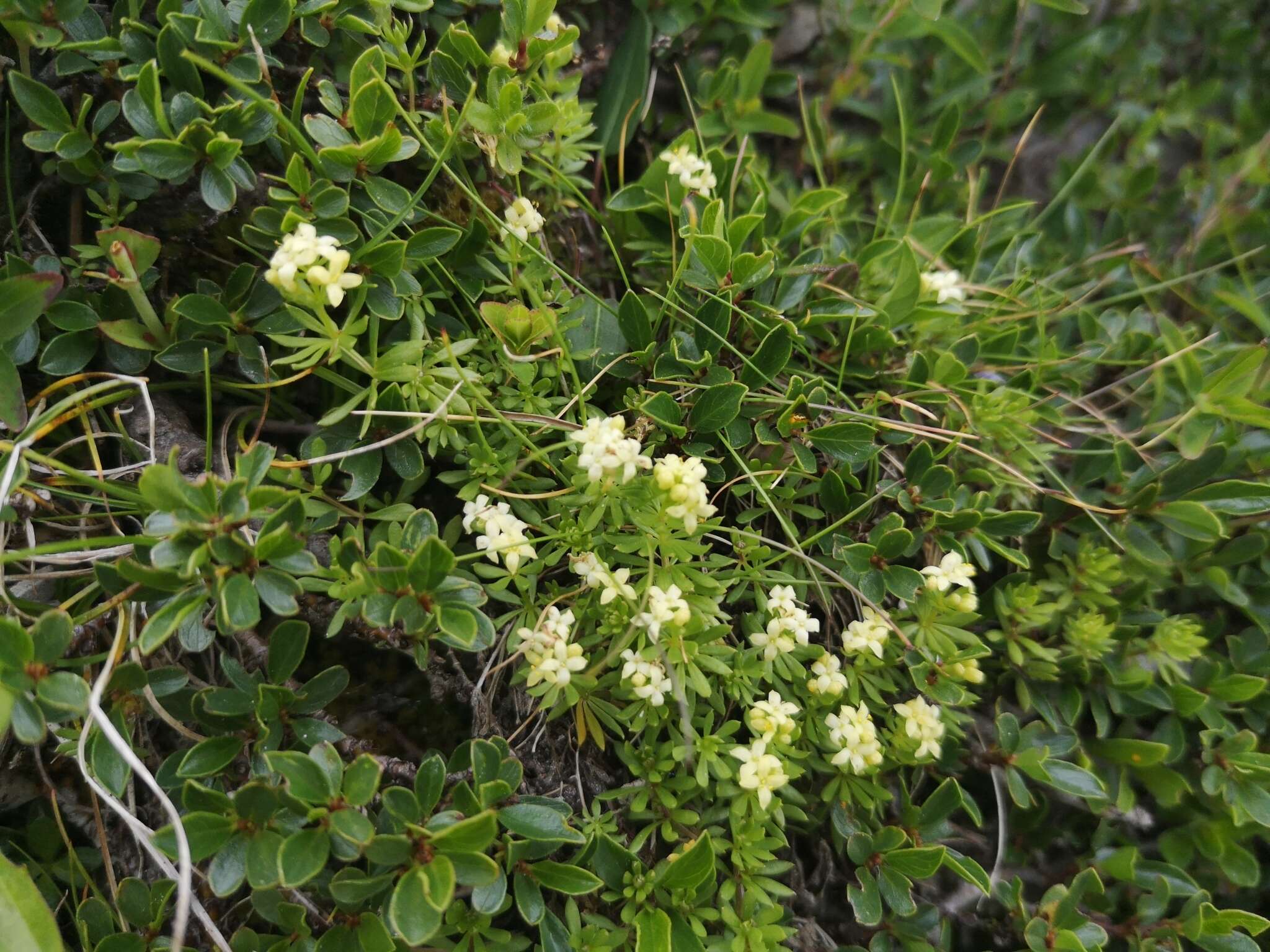 Galium magellense Ten. resmi