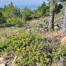 Arctostaphylos parvifolia T. J. Howell resmi