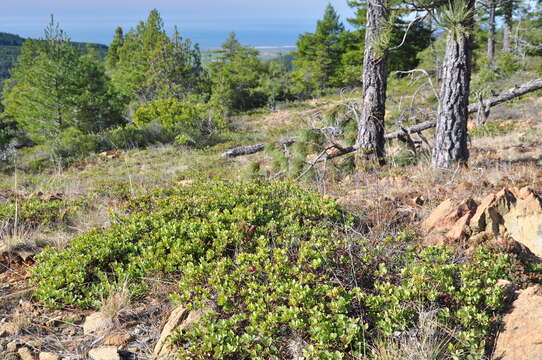 Слика од Arctostaphylos parvifolia T. J. Howell