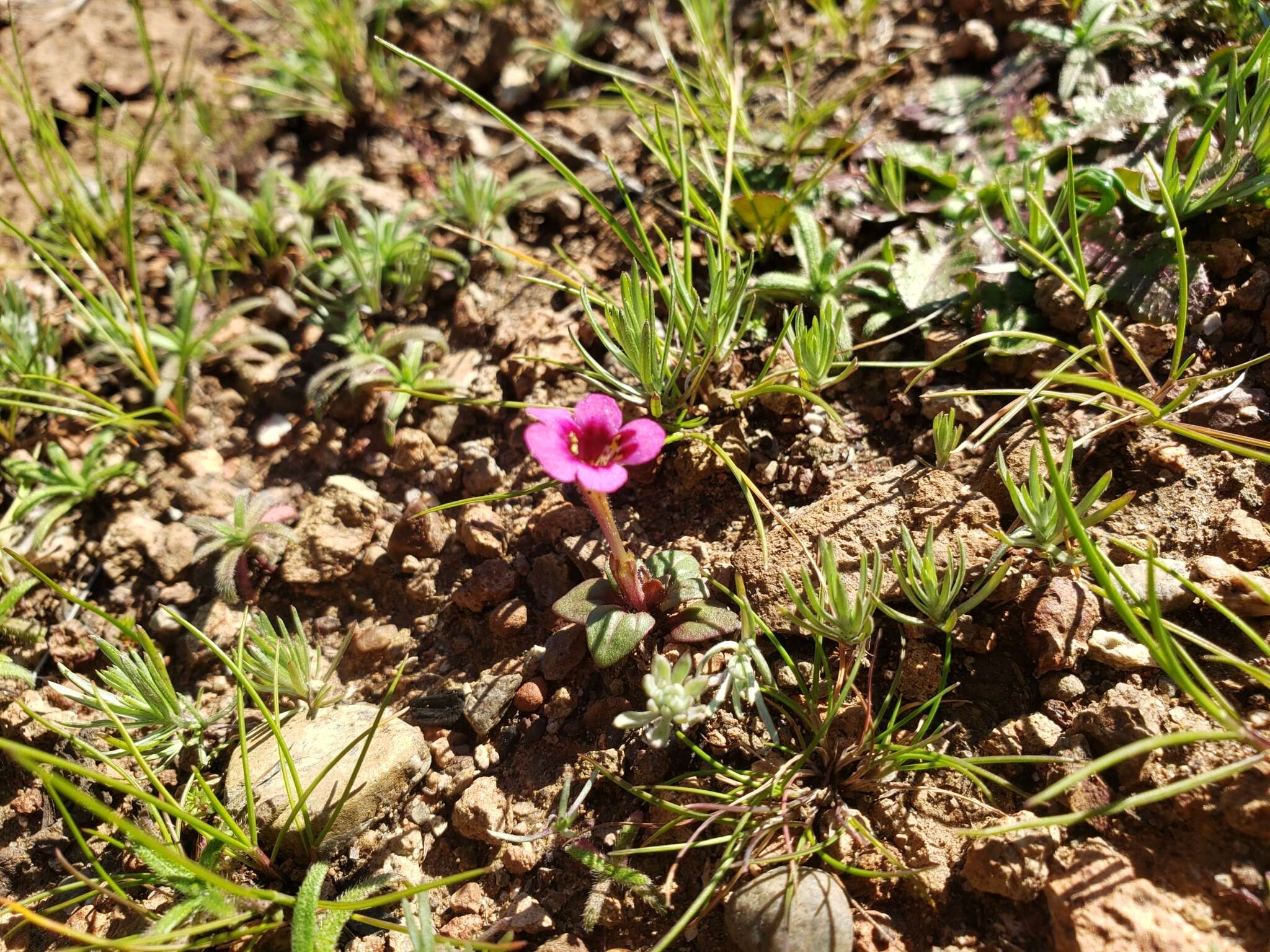 Image of Congdon's Monkey-Flower