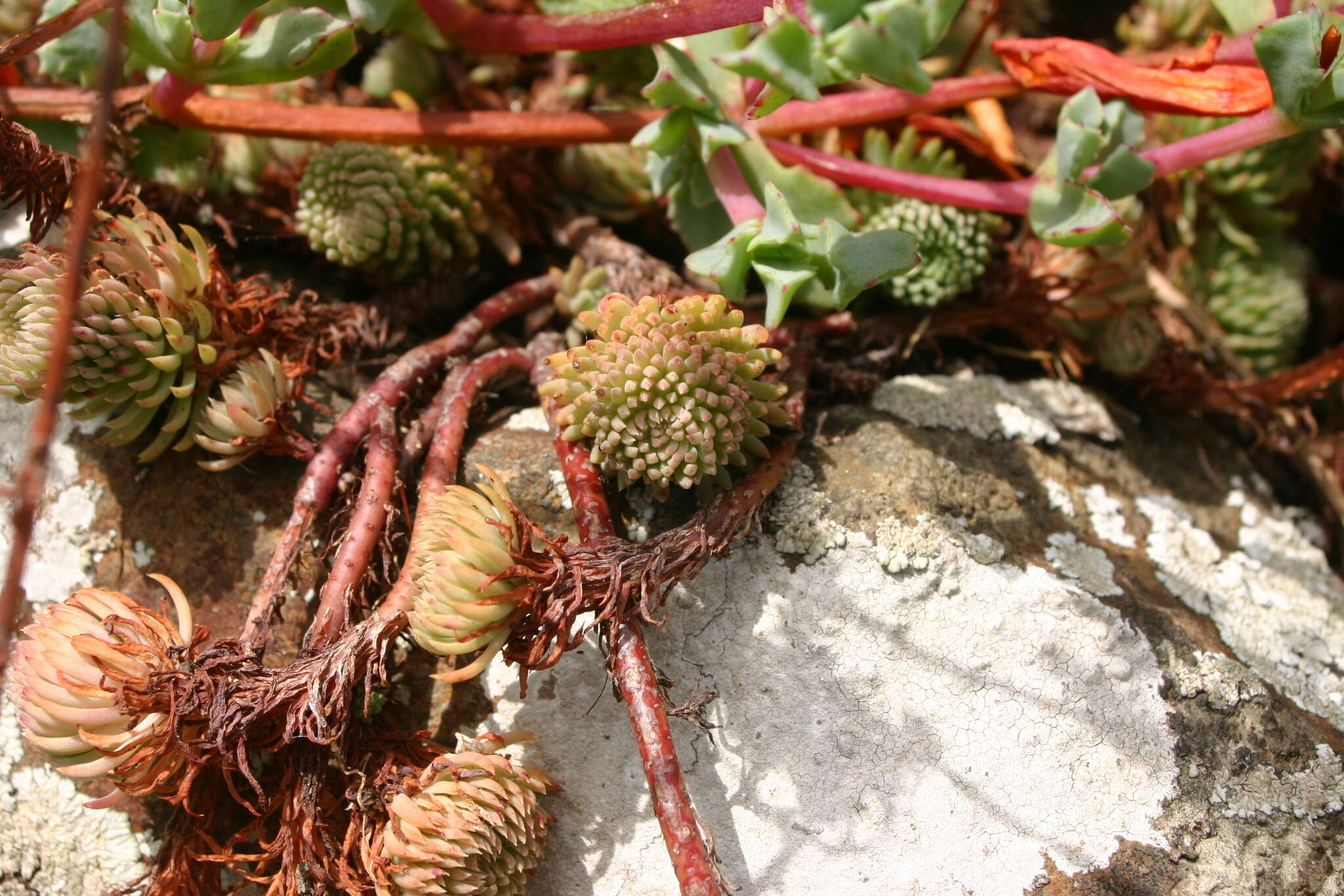 Image of Petrosedum forsterianum (Sm.) V. Grulich