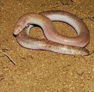 Image of Four-toed Worm Lizard