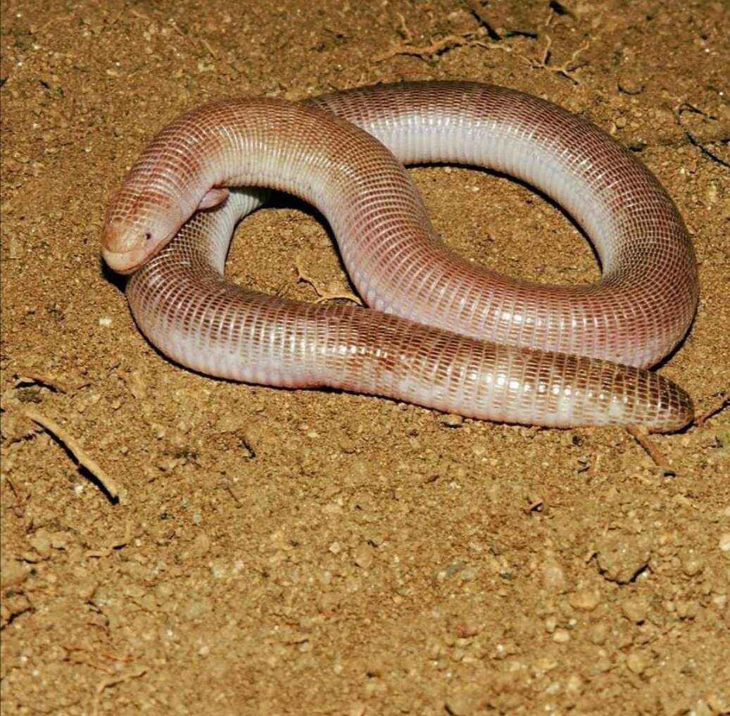 Image of Four-toed Worm Lizard