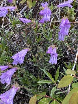 Image of littleleaf bush penstemon