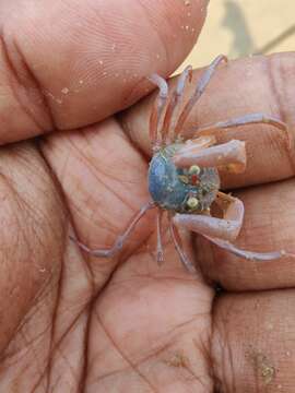 Image of Dotilla myctiroides (H. Milne Edwards 1852)