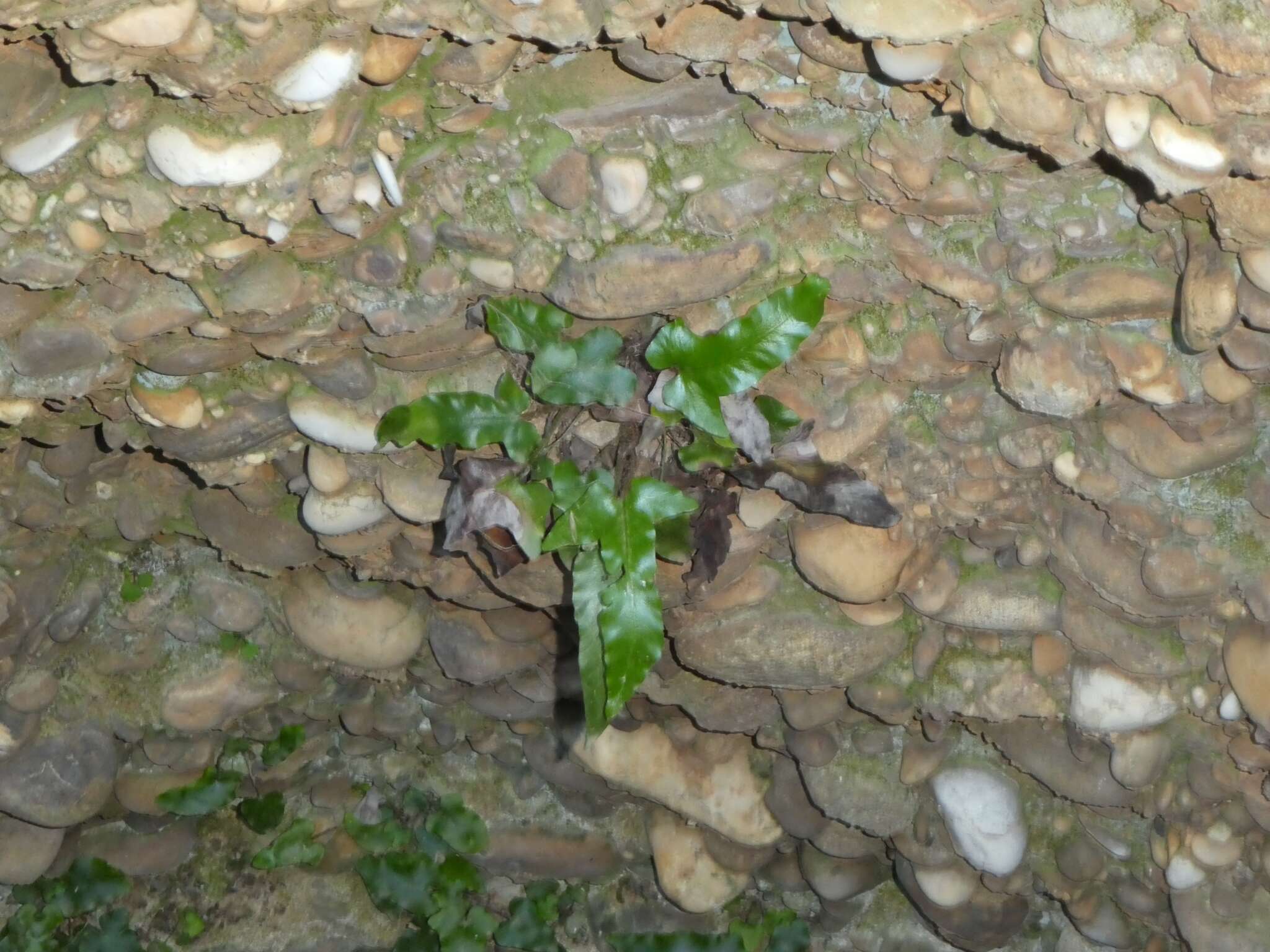 Image of Asplenium sagittatum (DC.) A. J. Bange