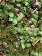 Image of hookeria moss