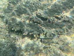 Image de Acropora downingi Wallace 1999