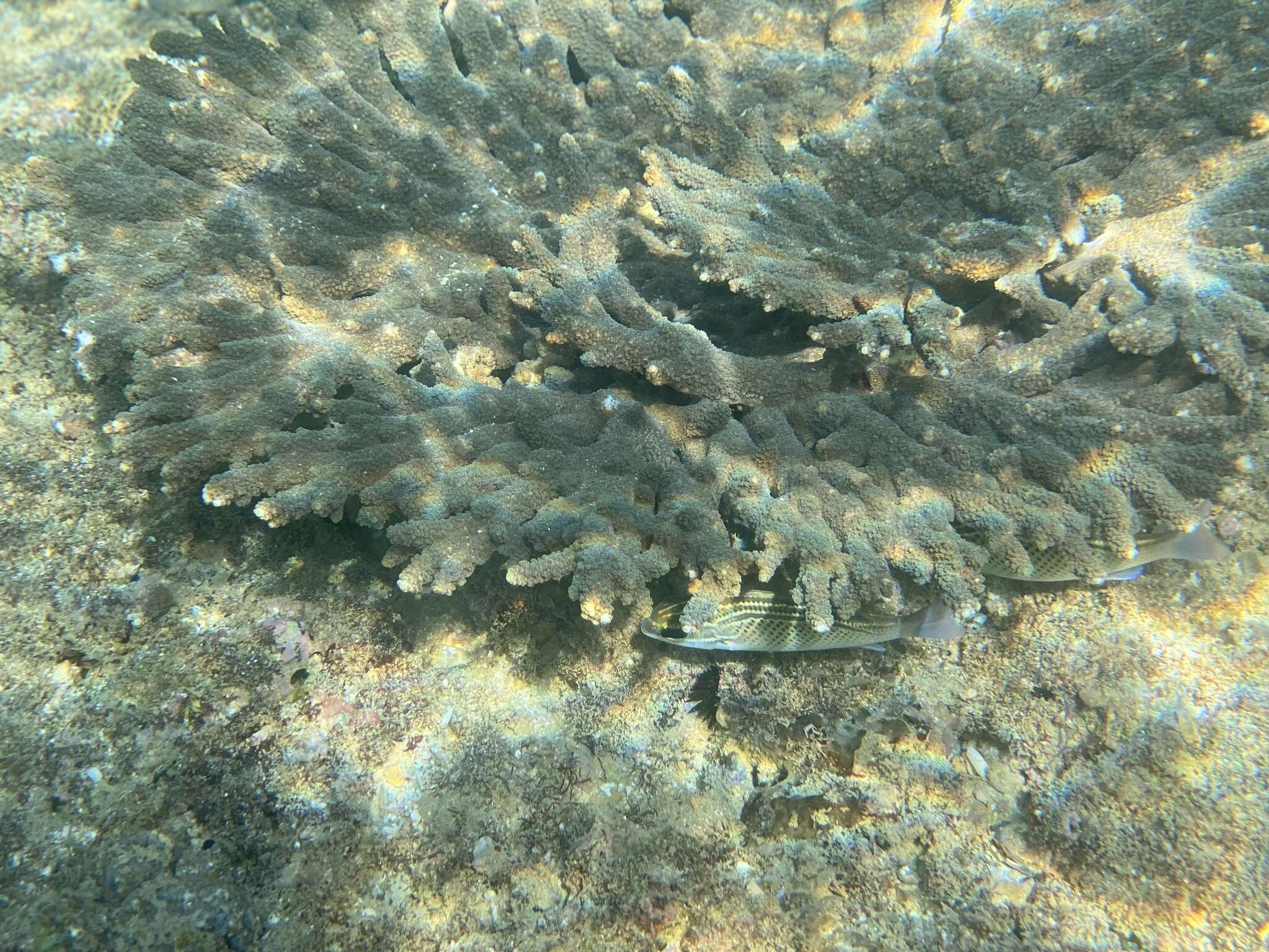 Image of Acropora downingi Wallace 1999