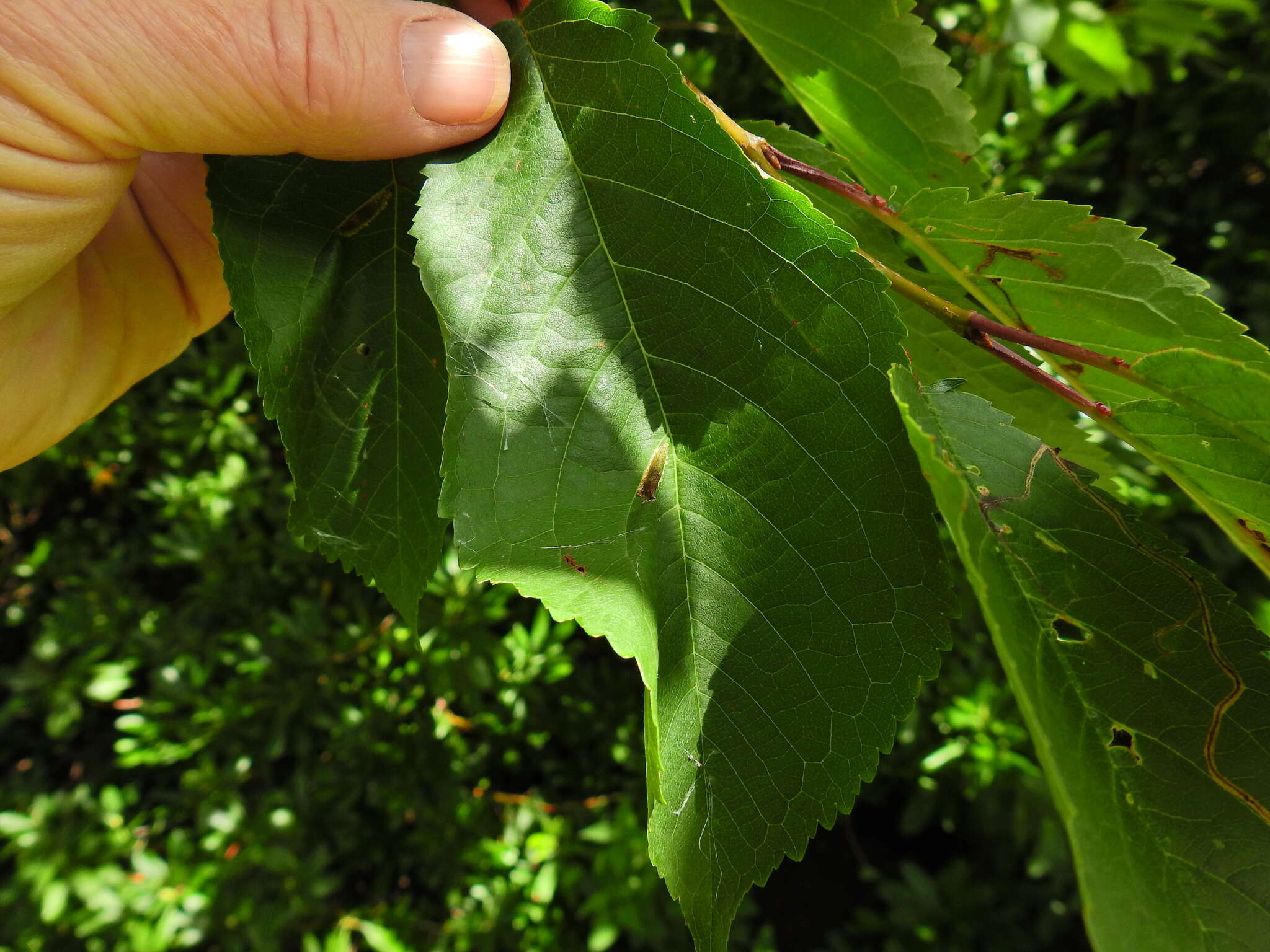 Image of Phyllonorycter cerasicolella (Herrich-Schäffer 1855)