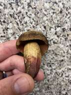 Image of Deceiving Bolete