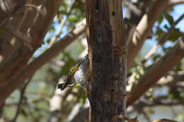 Image of Gilded Flicker