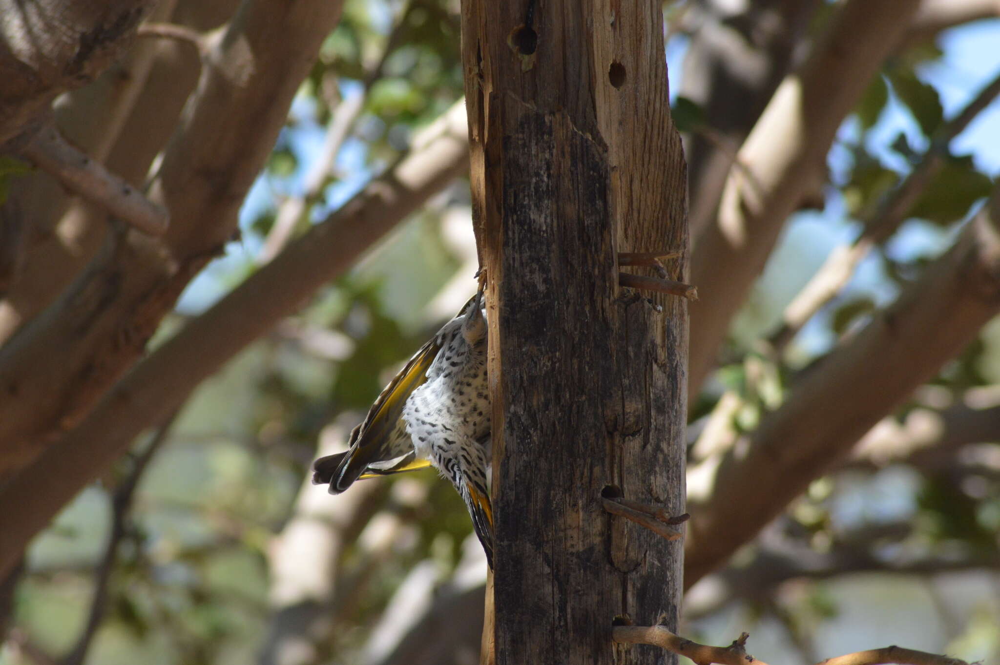 Image of Gilded Flicker