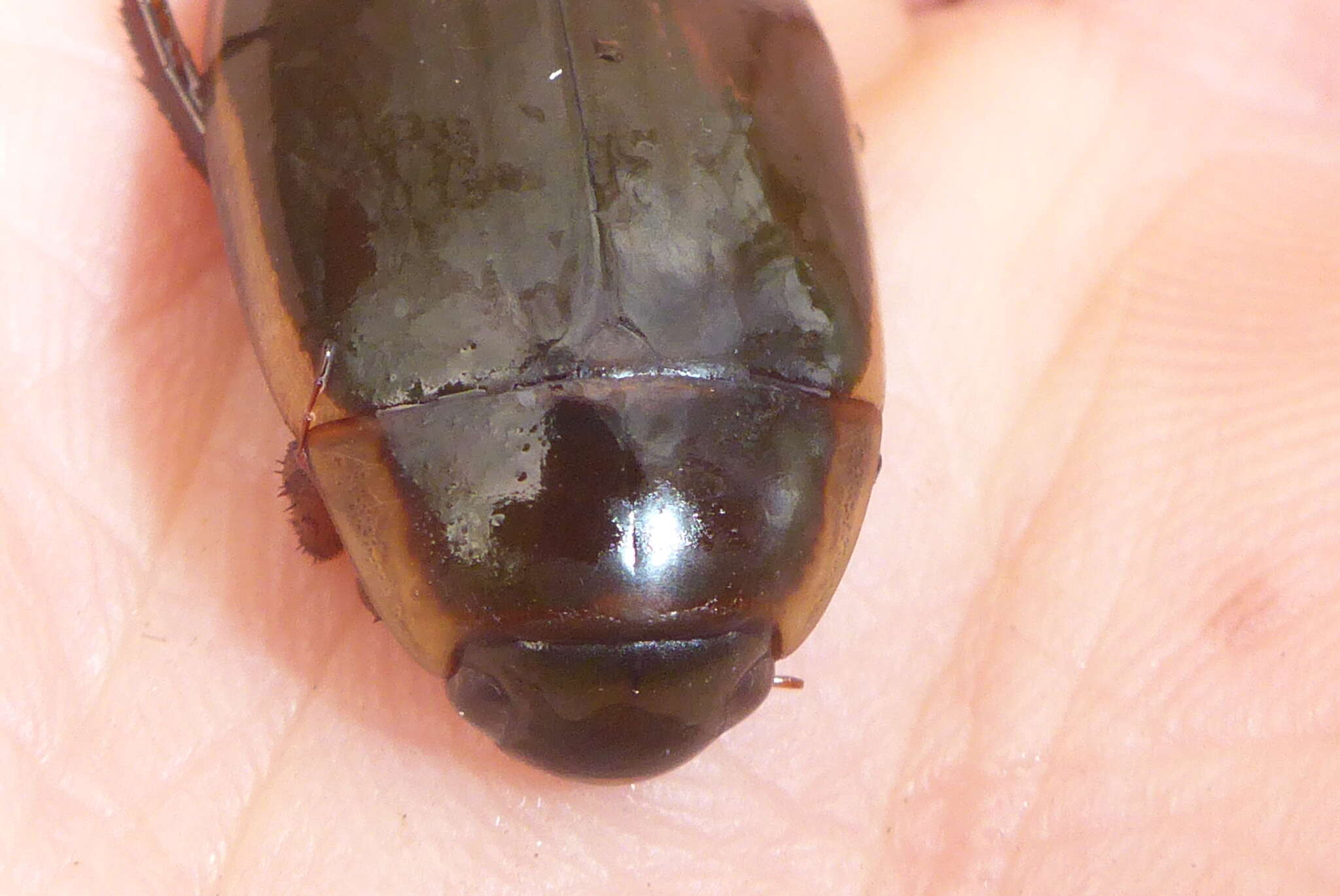 Image of Understriped Diving Beetle