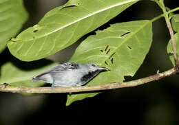 Image of Gray Antwren