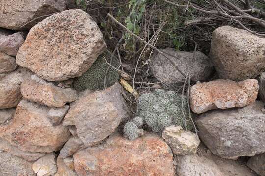 Image de Mammillaria decipiens Scheidw.