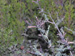 Слика од Adenocarpus anisochilus