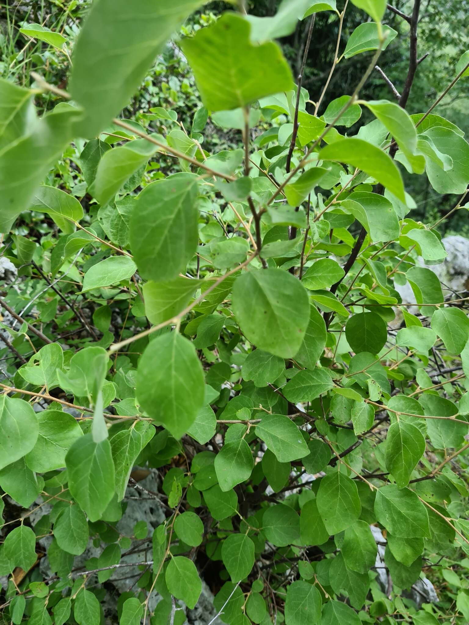 Image of Friar's balsam