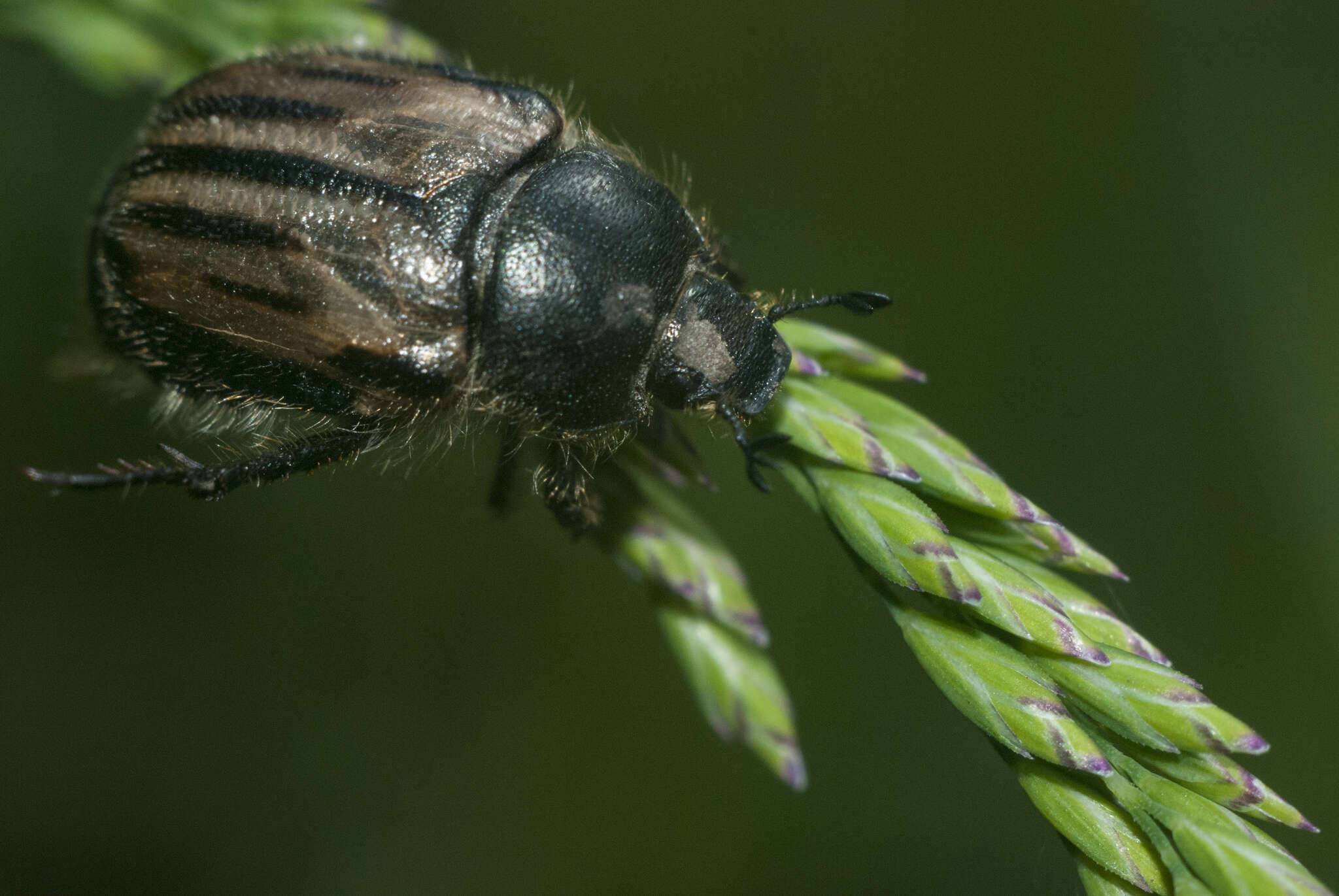 Imagem de Blitopertha (Blitopertha) lineolata (Fischer von Waldheim 1823)