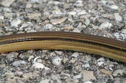 Image of Island Glass Lizard