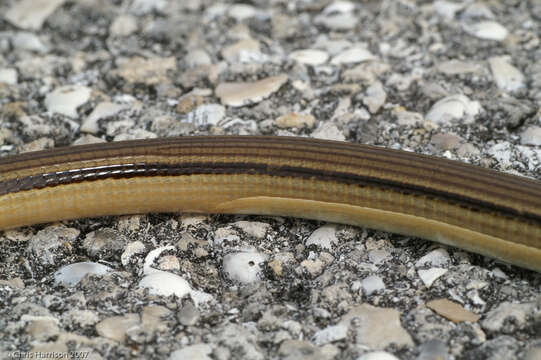 Image of Island Glass Lizard