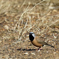 Image of Black-throated Finch