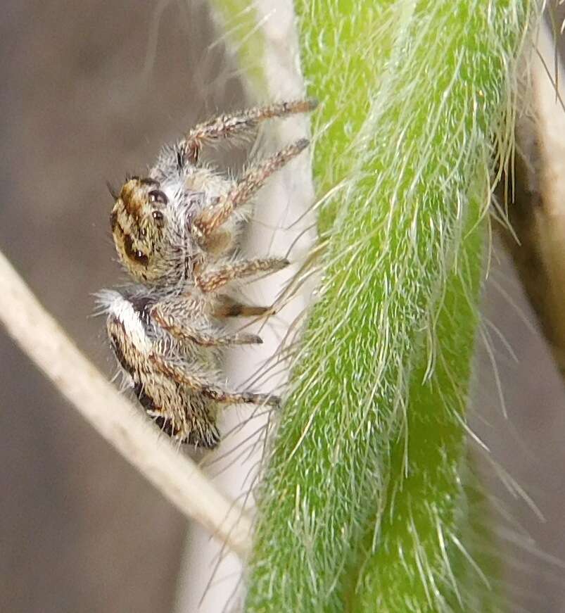 Imagem de Phidippus carolinensis Peckham & Peckham 1909