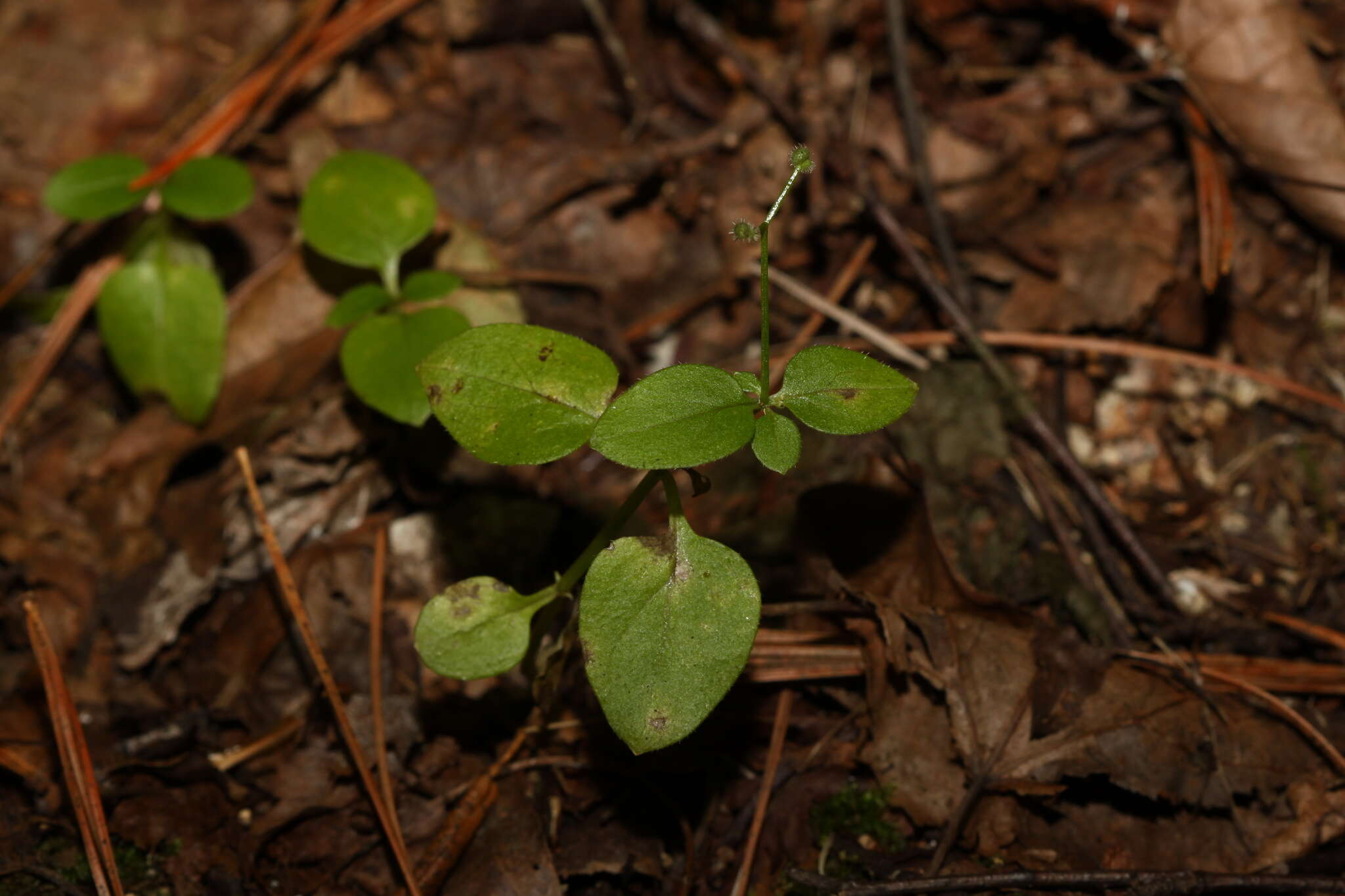 Galium paradoxum Maxim. resmi