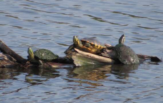 Image of Trachemys venusta venusta (Gray 1855)