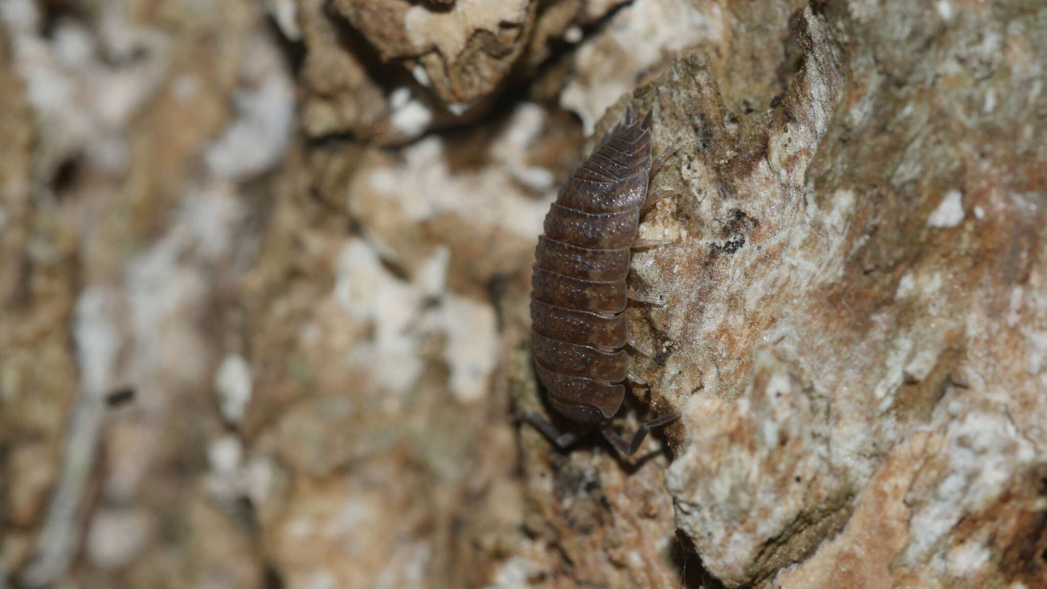 Image of <i>Porcellio <i>scaber</i></i> scaber