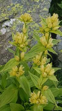 Image of Spotted Gentian