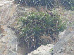 Image of Puya boliviensis Baker