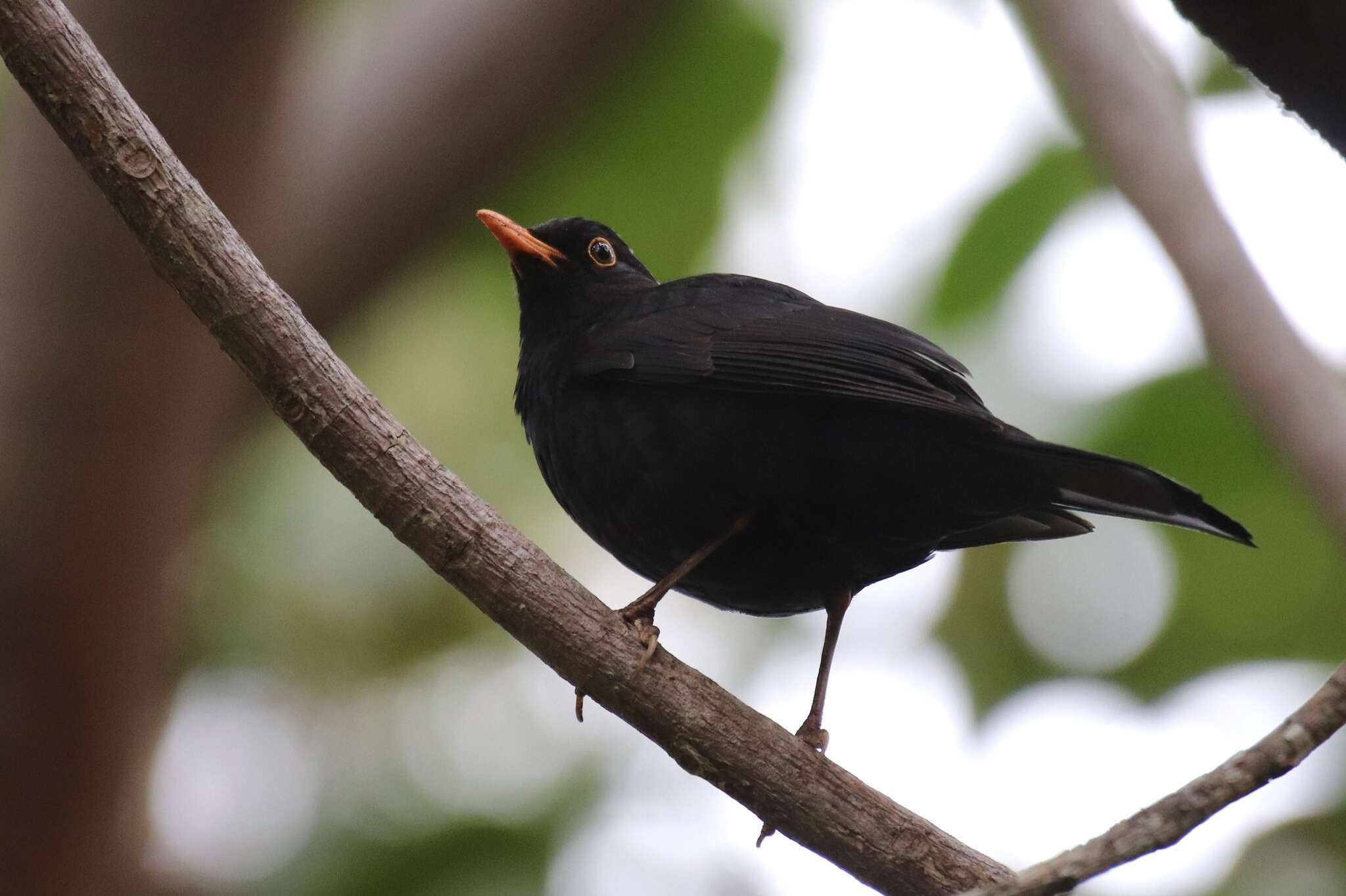 Слика од Turdus merula cabrerae Hartert 1901