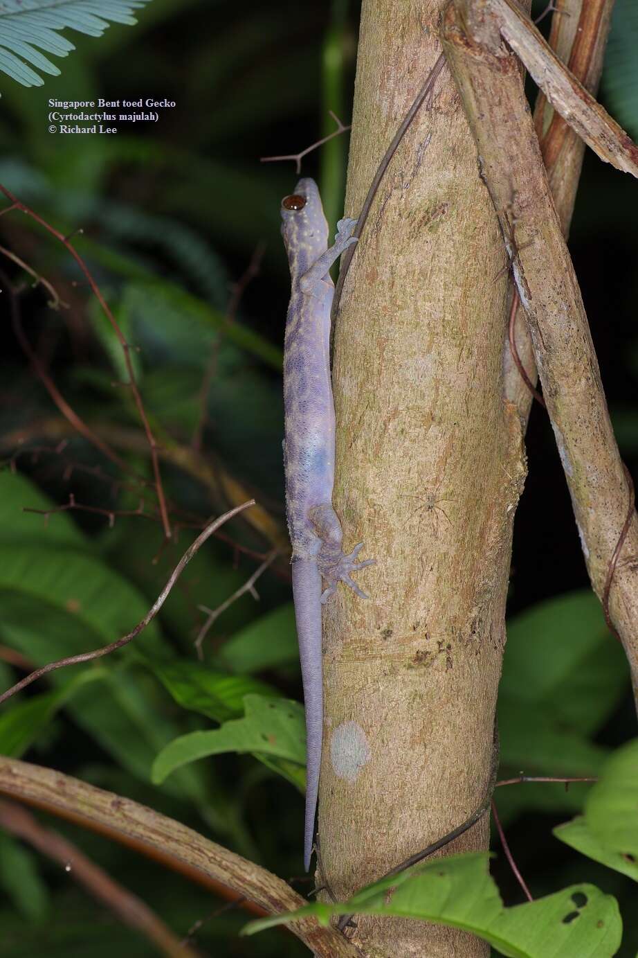 Image of Cyrtodactylus majulah Grismer, Wood & Lim 2012