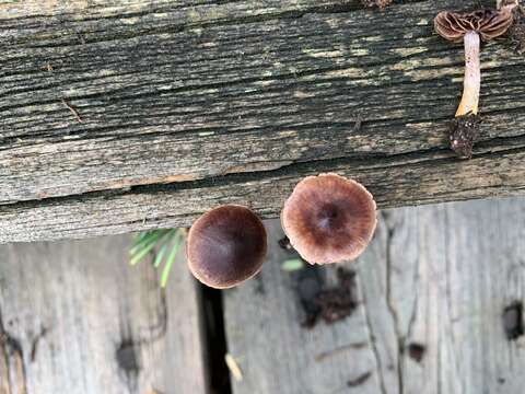 Image of Cortinarius anthracinus (Fr.) Sacc. 1887