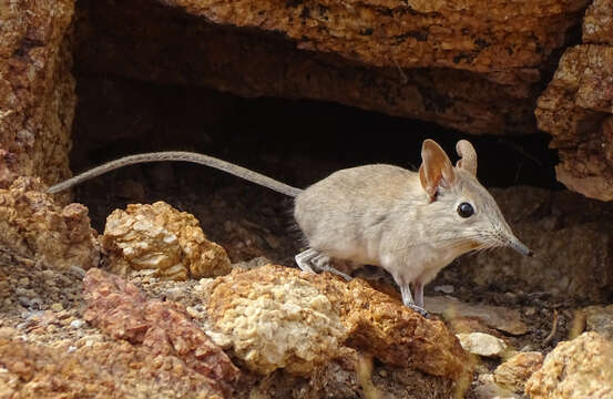 Image of Bushveld Elephant Shrew