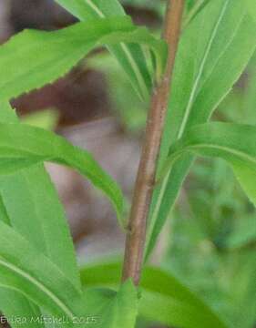 Imagem de Solidago altissima subsp. altissima