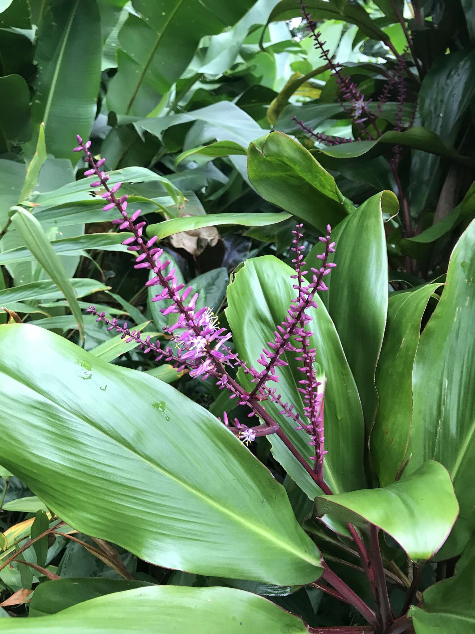 Imagem de Cordyline fruticosa (L.) A. Chev.