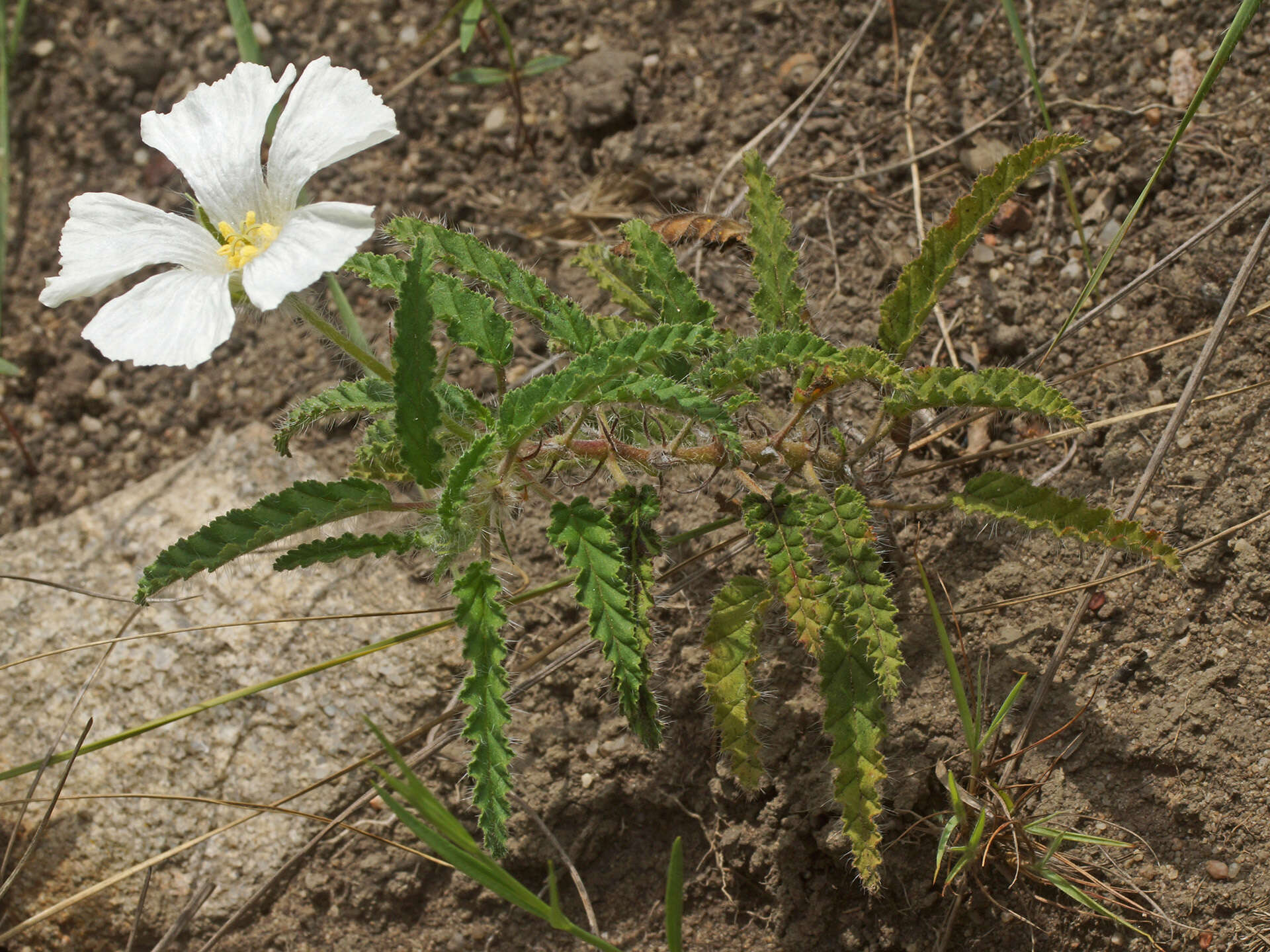 Image of Monsonia praemorsa E. Mey.