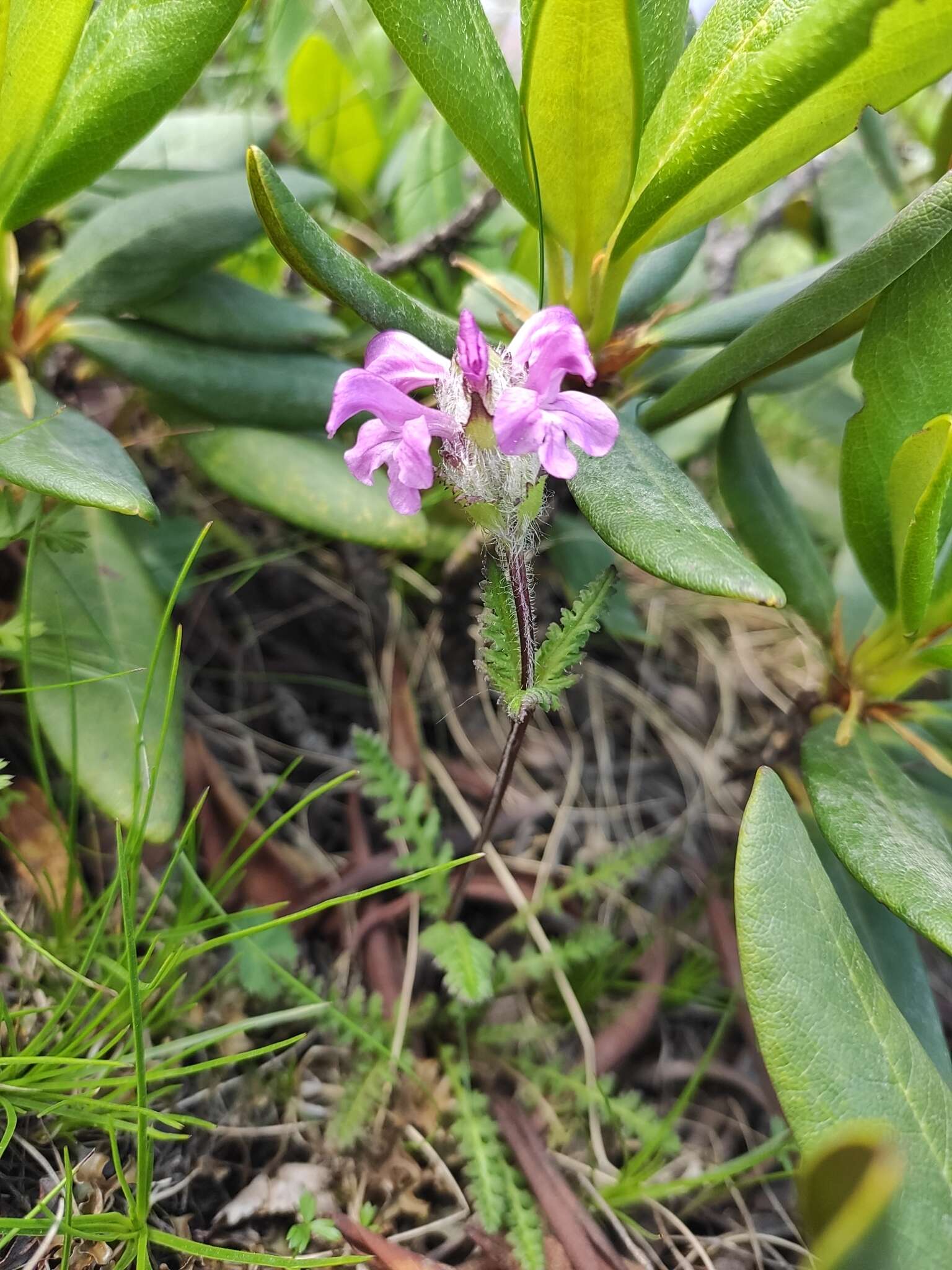 Image of Pedicularis crassirostris Bunge