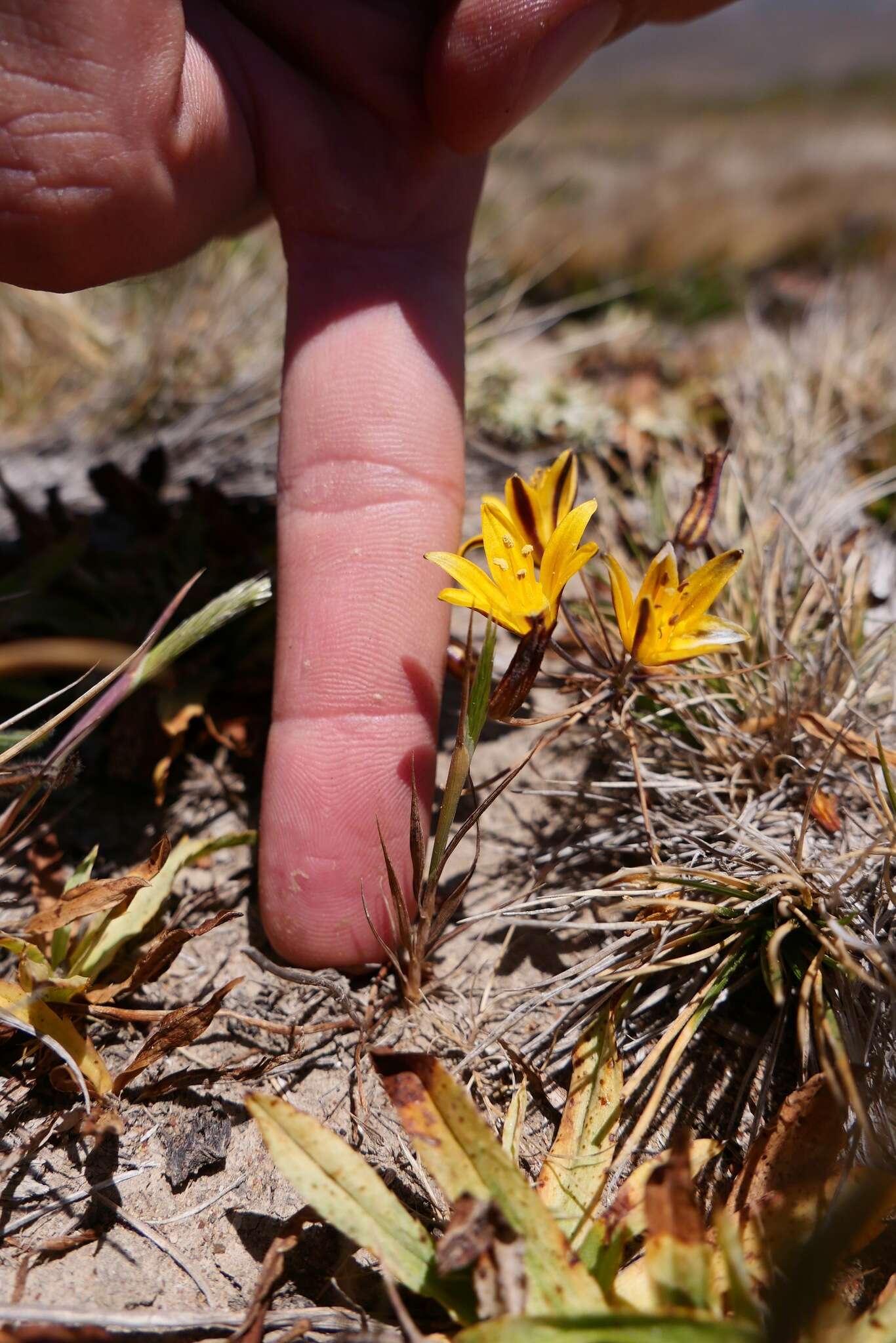 Image of dwarf goldenstar