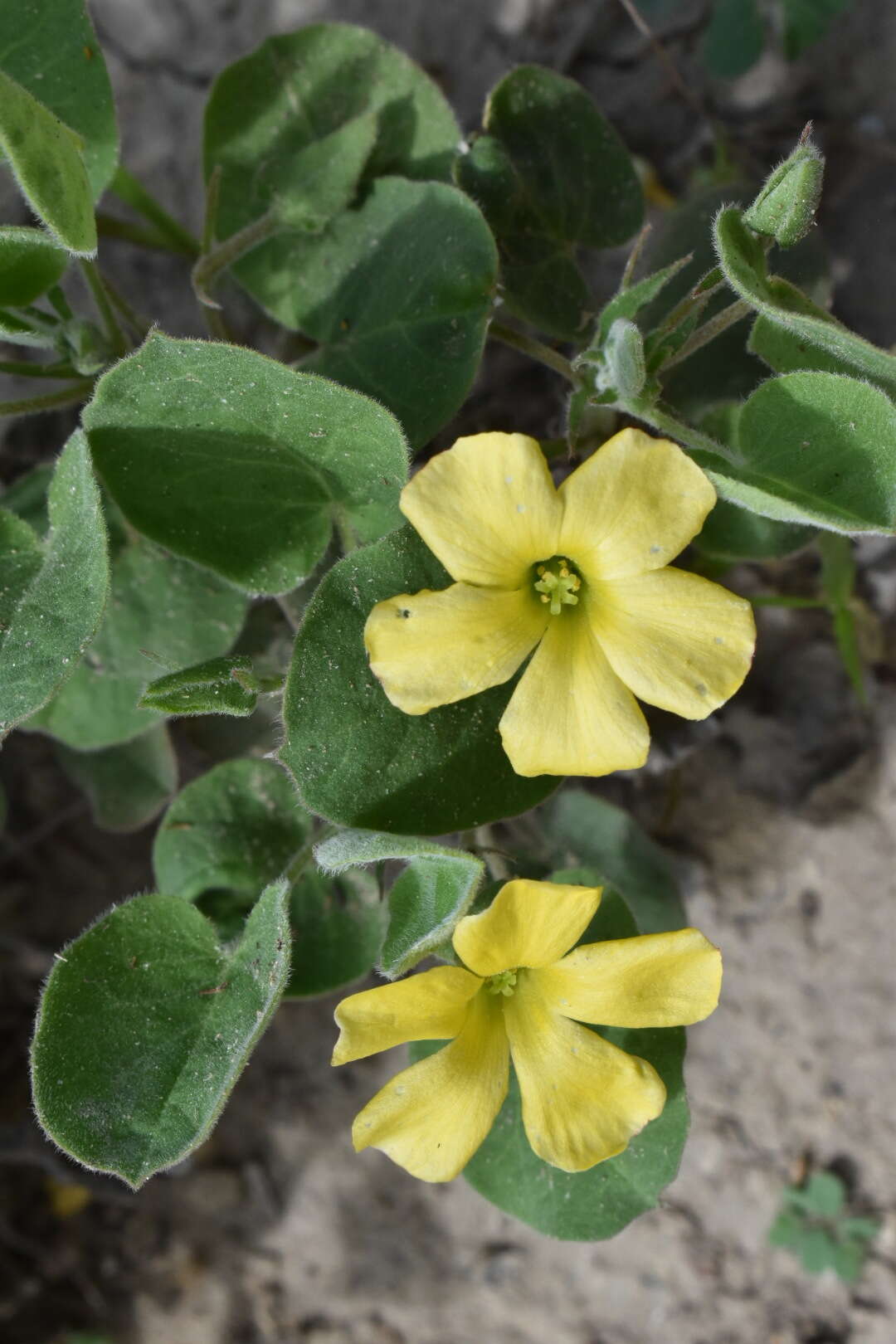 Image of peonyleaf woodsorrel