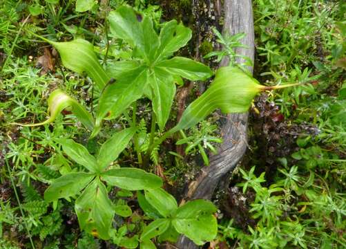 Image of Jacquemont's Cobra-Lily