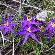 Calectasia grandiflora Preiss的圖片