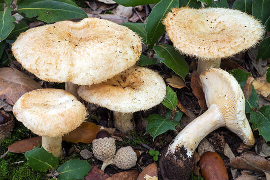 Image of Lactarius mairei Malençon 1939