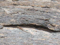 Image of Ornate Crevice-dragon